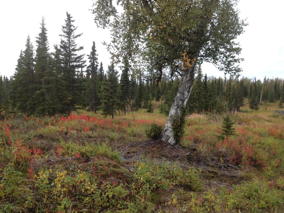 Whispering Woods Ak Cabins Kasilof Exterior foto